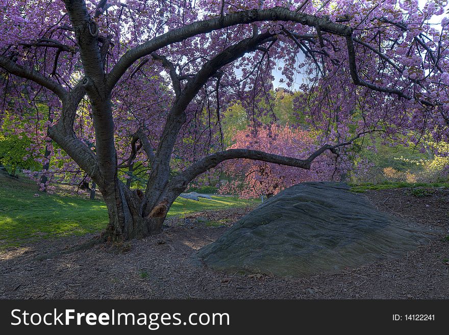 Japanese Cherry trees in spring in Central Park