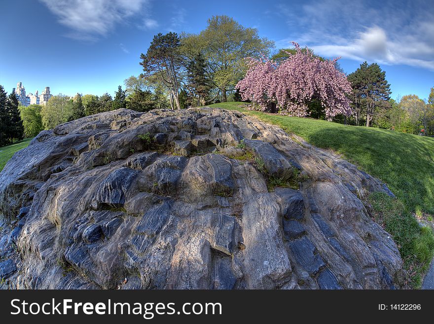 Large rock in shadows with blue sky and Japanese cherry tree in the background in Central Park in Early spring. Large rock in shadows with blue sky and Japanese cherry tree in the background in Central Park in Early spring