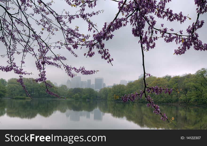 Spring in Central Park on a cloudy day with cherry trees in bloom