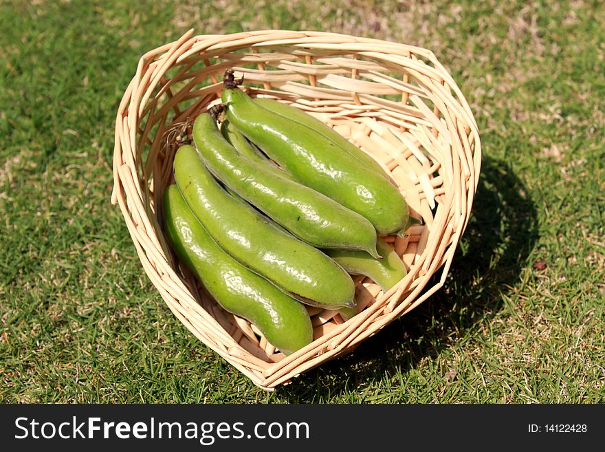 Freshly picked broad beans resting on a heart shaped rattan-made container.On bermuda grass background. Freshly picked broad beans resting on a heart shaped rattan-made container.On bermuda grass background.