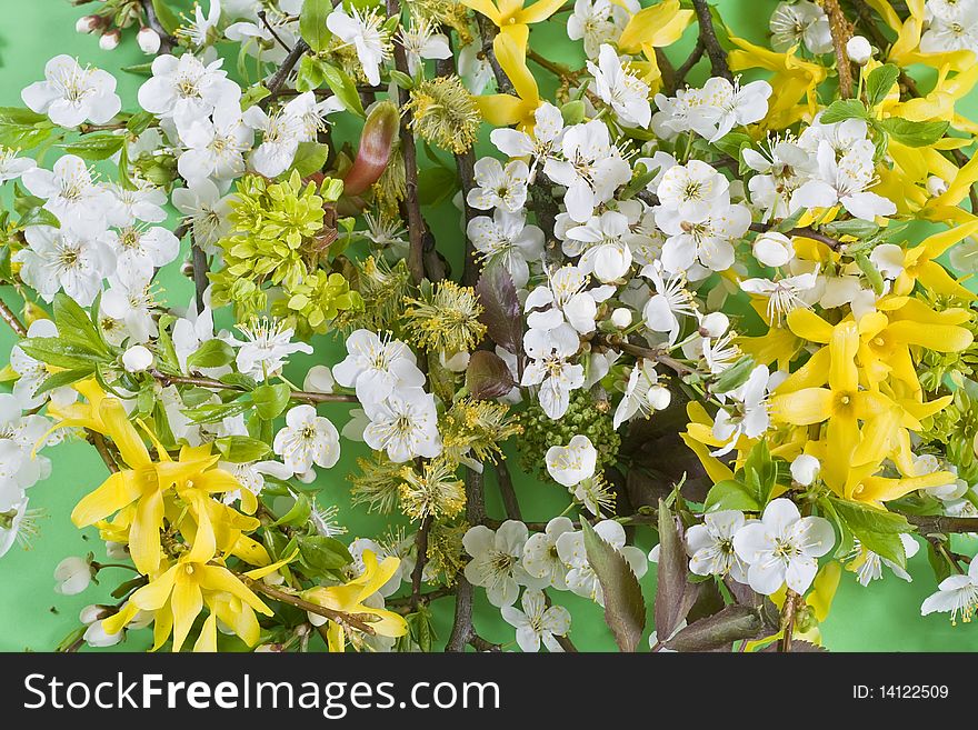 Blossoming wild plum ( a cherry plum) and Forsythia Maluch on a green background. Blossoming wild plum ( a cherry plum) and Forsythia Maluch on a green background