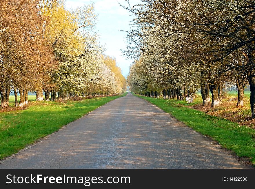 Long road with flowerings trees