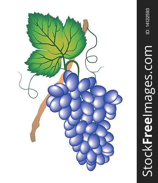 Hanging bunch of grapes on white background