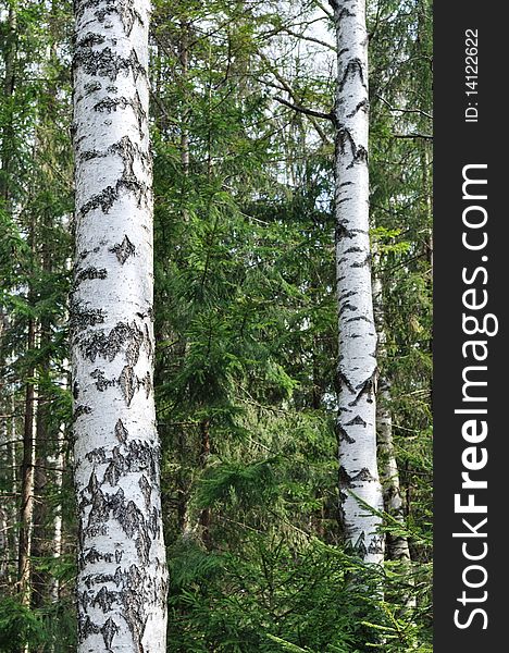 View of birch trees on sunny spring day in mixed forest. View of birch trees on sunny spring day in mixed forest