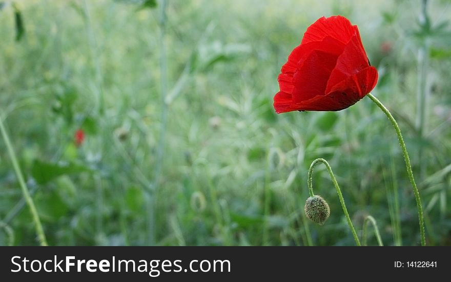 Single poppy flower and its bud against green. Single poppy flower and its bud against green.