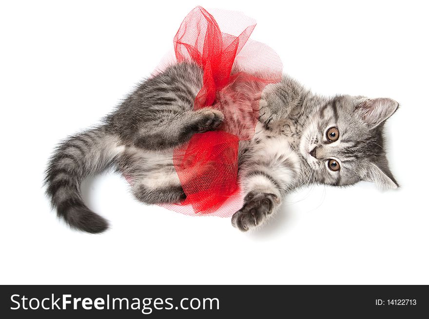 Isolated grey kitten with funny red skirt