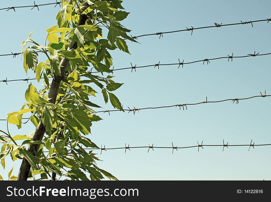 Branch with young leaves. Against the backdrop of barbed wire and the sky. Branch with young leaves. Against the backdrop of barbed wire and the sky.