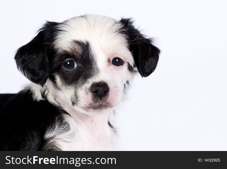 Chinese Crested Dog - Powderpuff puppy  in front of a white background