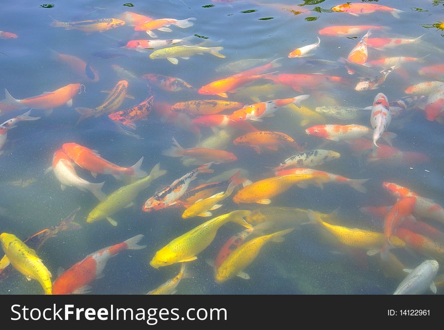 A lot of fish in the garden