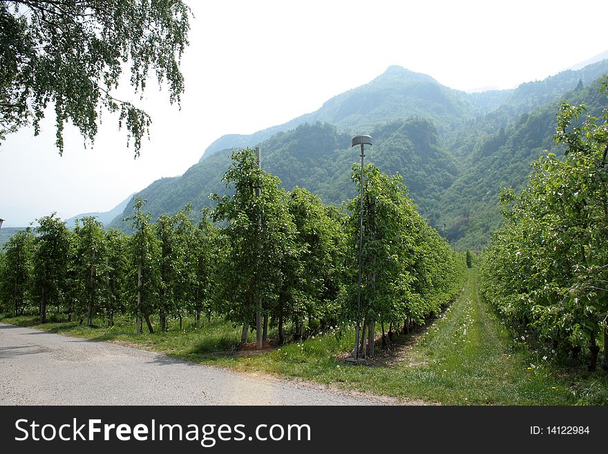 Green planting apple close to mountains in alpes
