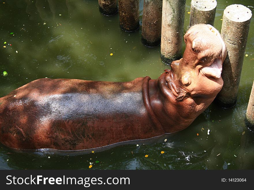 Hippo sleep in Khao Kiew Open Zoo chonburi Thailand