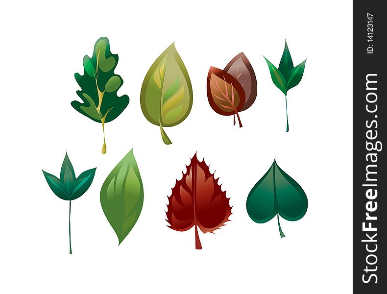 Vectorial image of different leaves of different trees