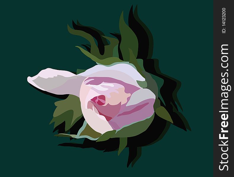 vectorial image of unblossoming out bud of tea-rose. vectorial image of unblossoming out bud of tea-rose