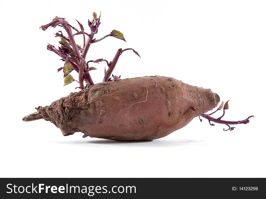 Isolated Red Potato in white background