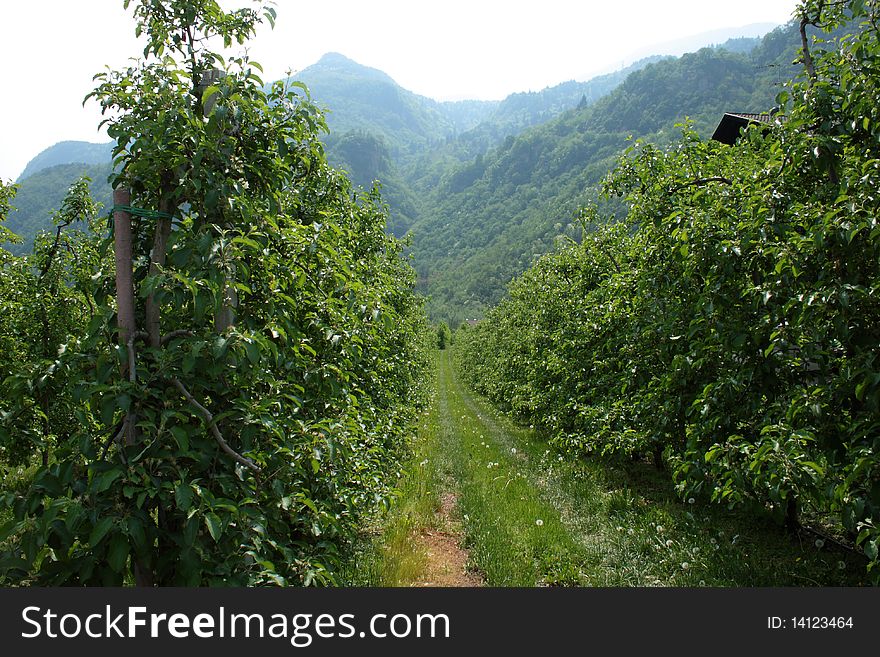 Green planting apple close to mountains in alpes