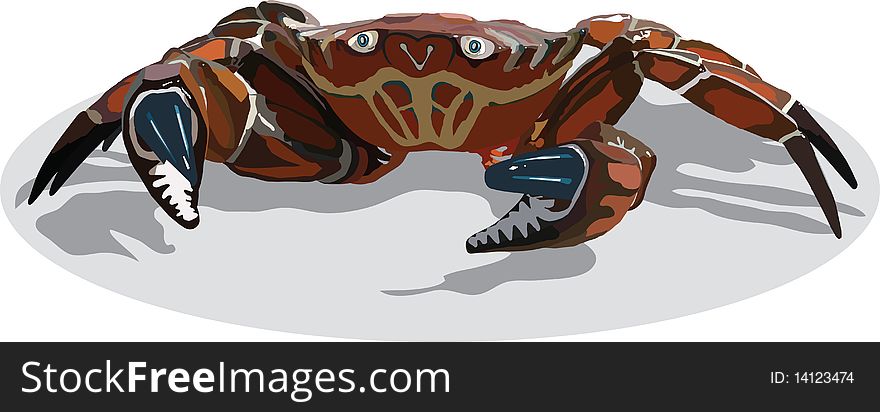 image of marine zoon with large claws crablruschyami crab