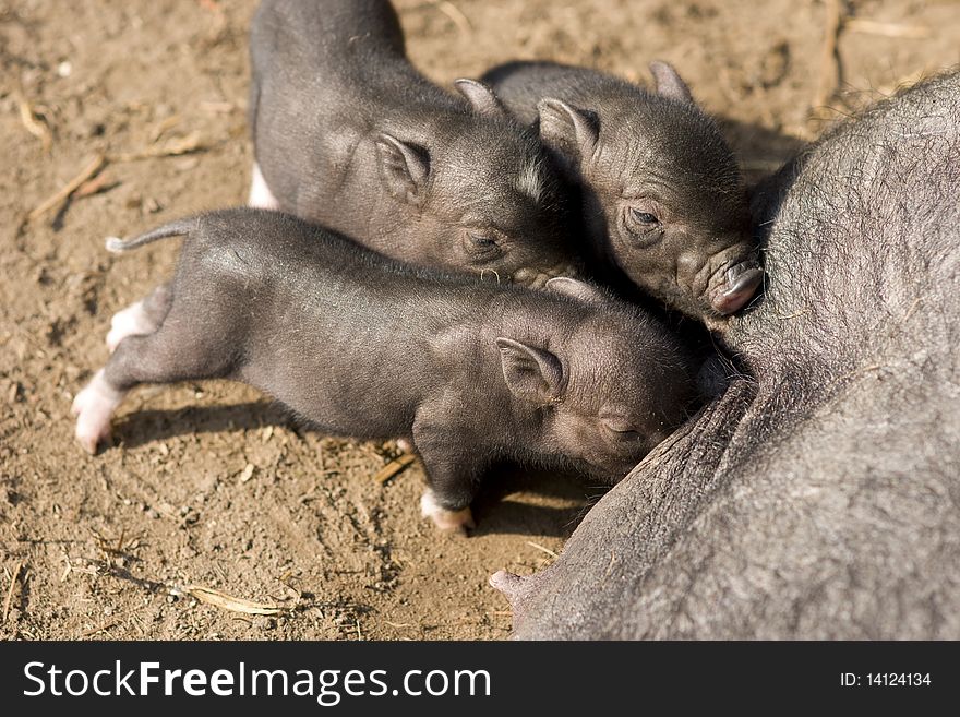 Mother pig nursing her piglets. Mother pig nursing her piglets.