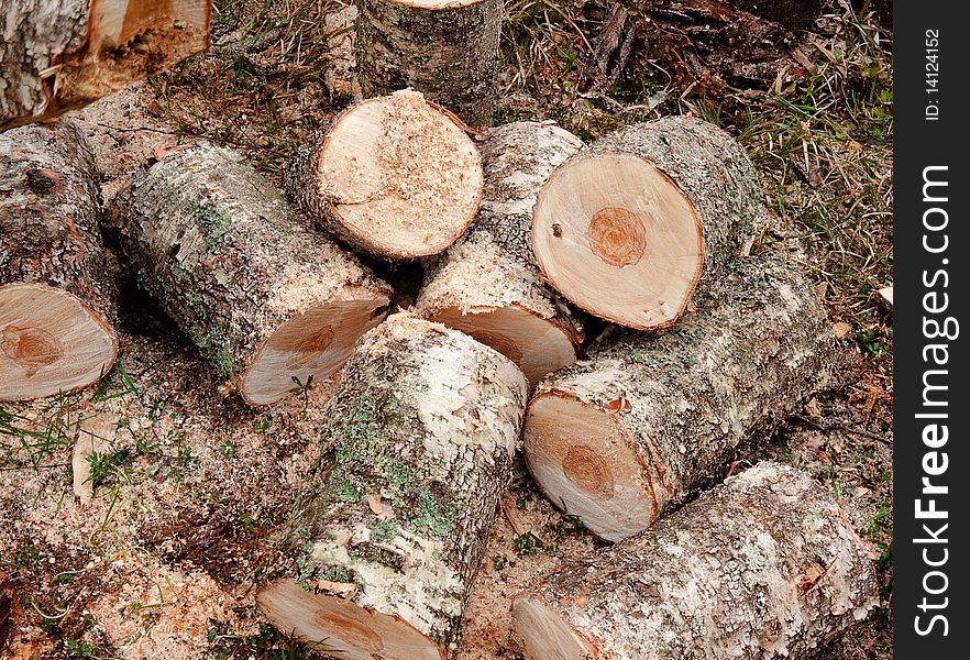 Fresh cut chopped logs lay down on the grass