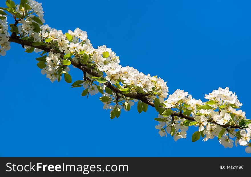 Blossoming branch of a pear tree on a background of the blue sky