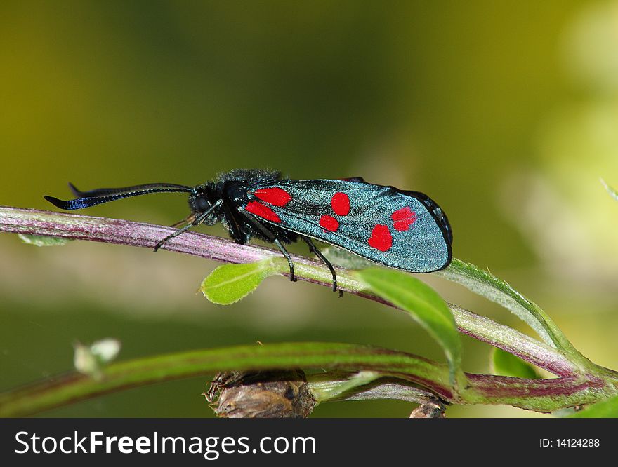 Day Moth (Zugaena Ssp.)
