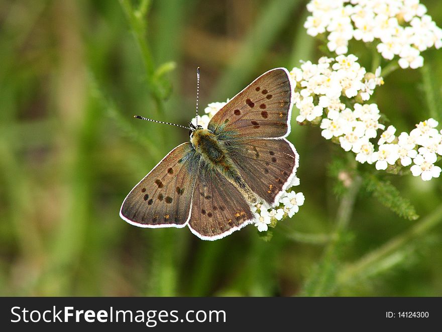 Day butterfly (Heodes ssp.) rest in the flowers