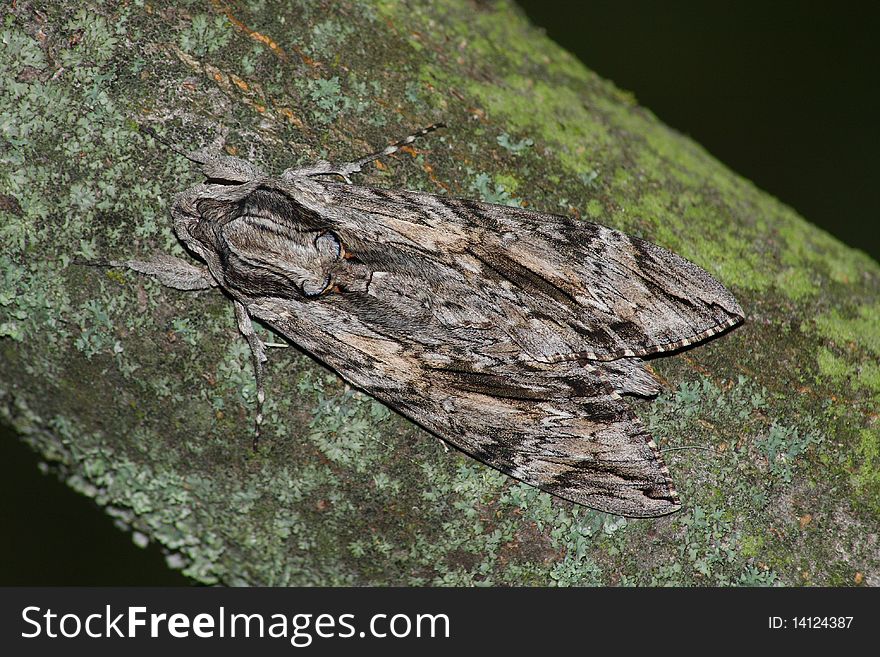 Hawk moth (Sphinx convolvuli) rest in the tree trunk