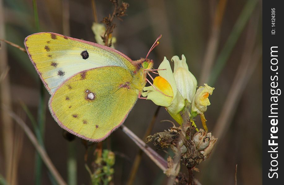 Butterfly (Colias Hyale)