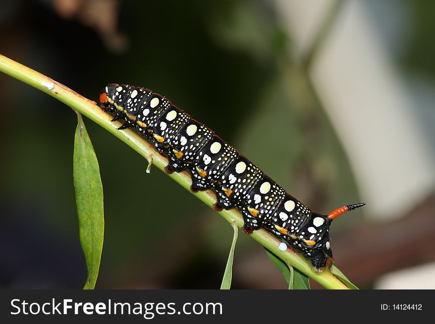 Hawk moth caterpillar (Hyles euphorbiae) rest in the plant stem