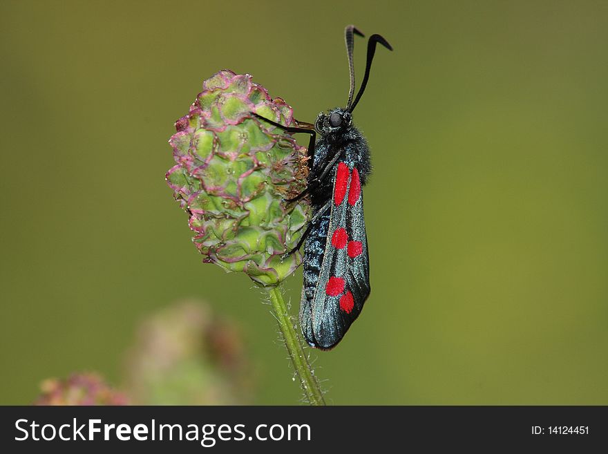 Day moth (Zugaena filipendulae) rest in the plant bud