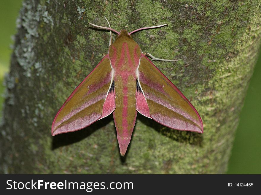 Hawk moth (Deilephila elpenor) rest in the tree trunk