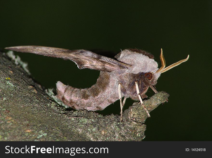 Hawk moth (Smerinthus ocellatus) rest in the tree trunk