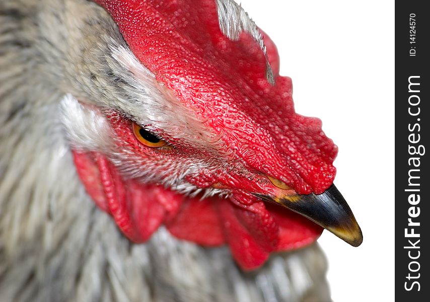 Head of the cock is photographed close-up