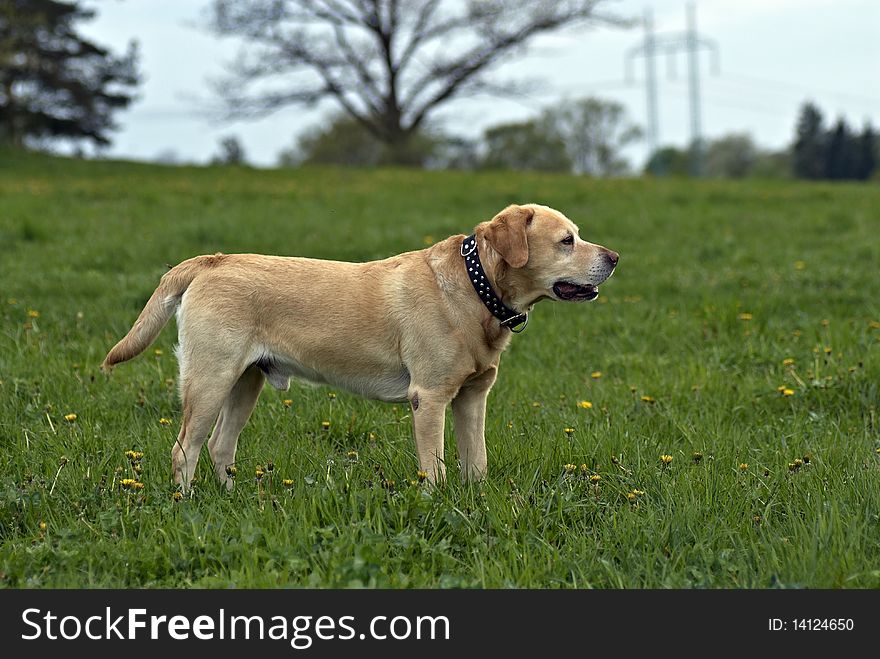 A spring meadow and the dog