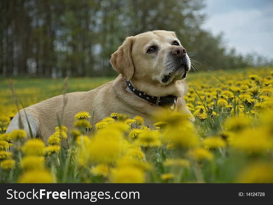 A spring meadow and the dog