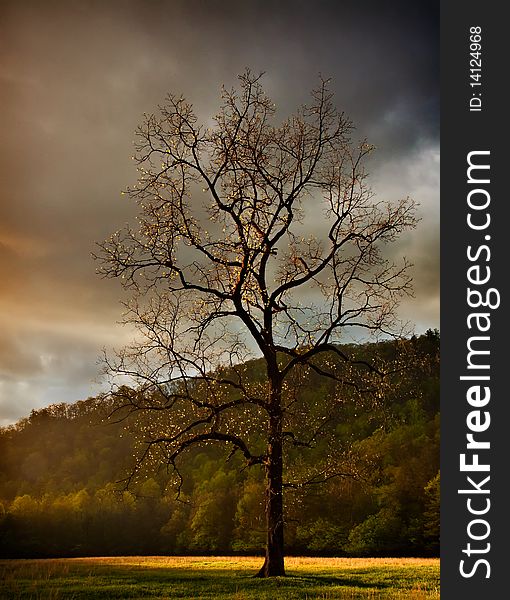 Picture of a walnut tree at sunrise in the meadow. Picture of a walnut tree at sunrise in the meadow.