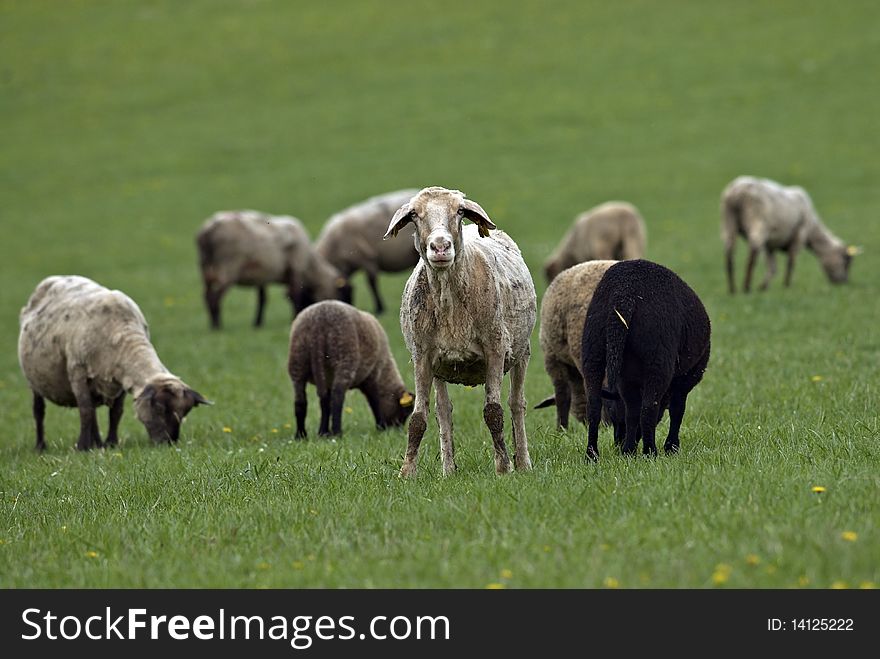 Sheeps on the farm and a meadow