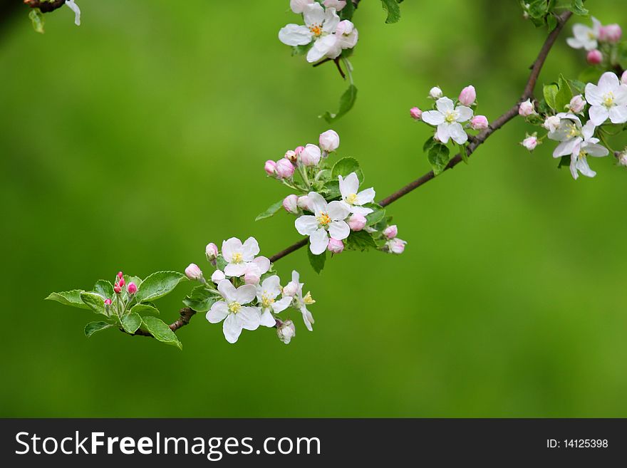 Apple tree branch with several flowers. Apple tree branch with several flowers