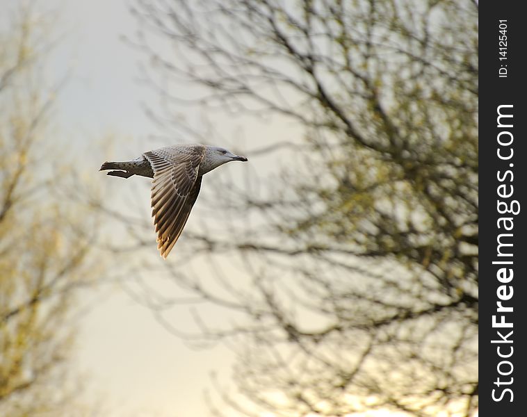 Juvenile herring gull soaring in blue sky