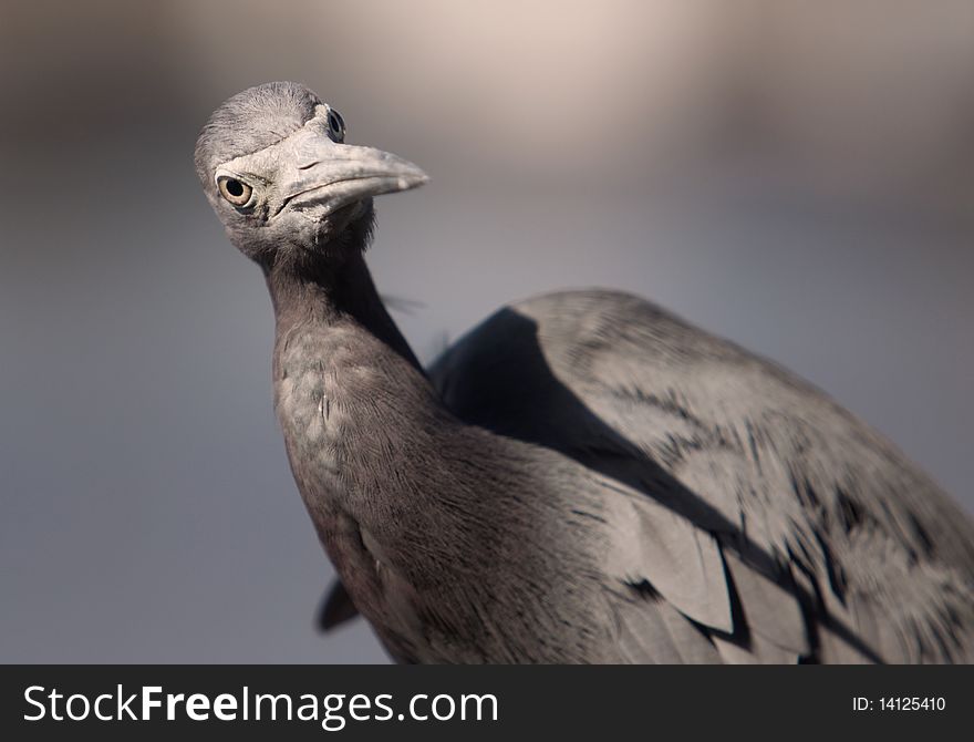 Little Blue Heron from the Florida Everglades.