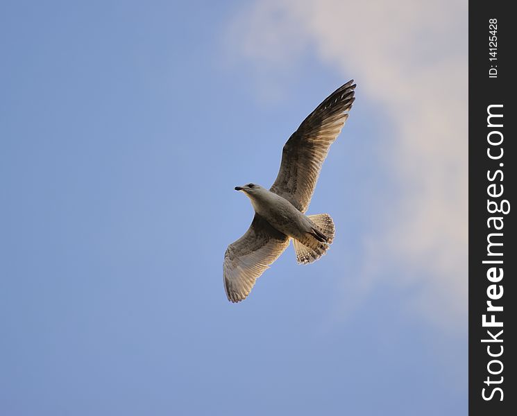Juvenile herring gull soaring in blue sky, turning direction