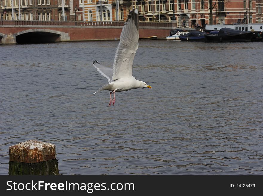 Adult herring gull on Amstel river after lifting off from a post