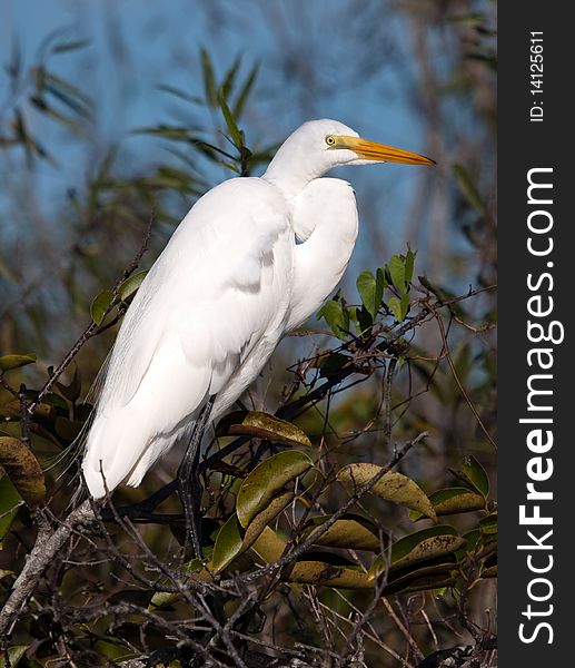 Great White Egret from the Florida Everglades.