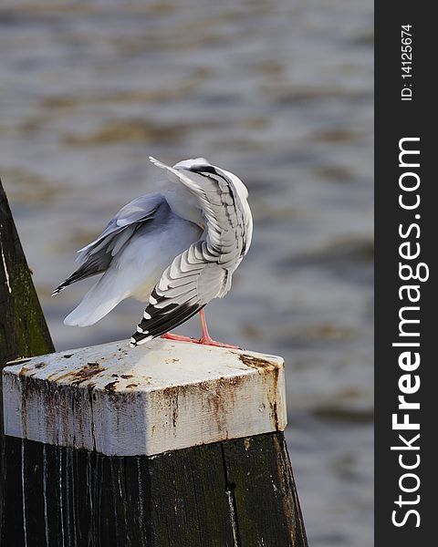 Adult herring gull resting on post along Amstel river, teasing feather, with head embeded among its feathers