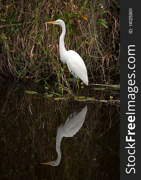 Great White Egret from the Florida Everglades.