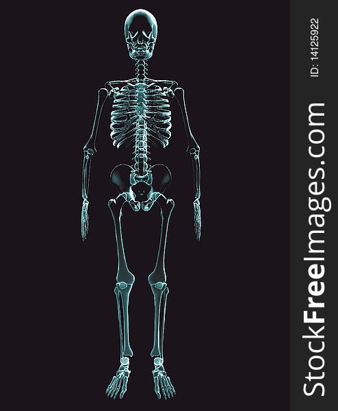 X-ray Adult Male Figure