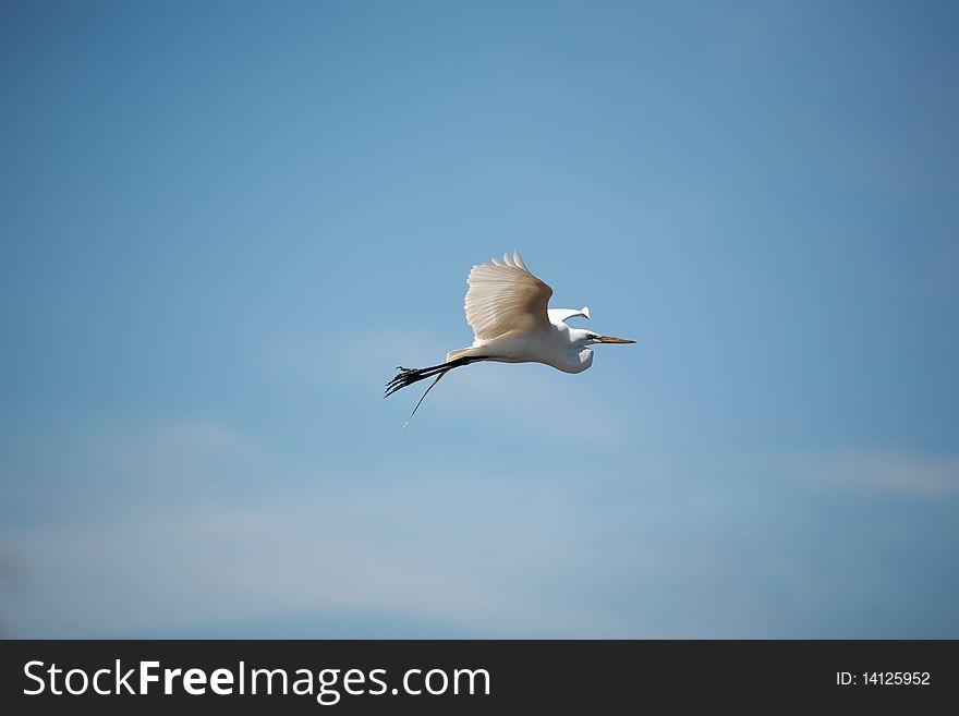 Great White Egret in flight from the Florida Everglades.