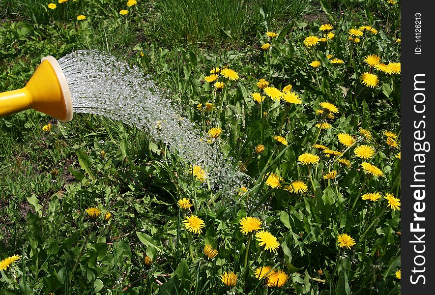 Irrigation water from a watering can flower in the garden