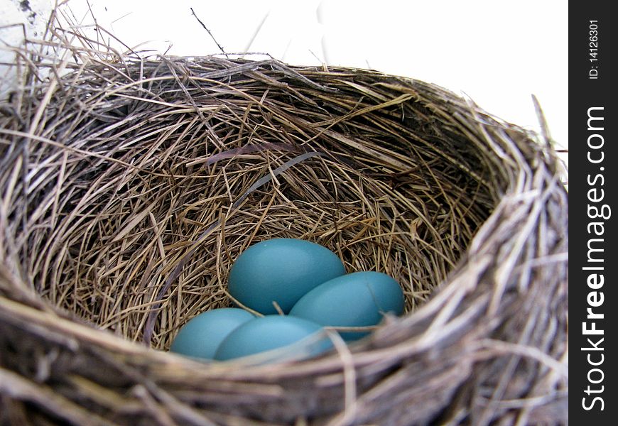 Robins Eggs