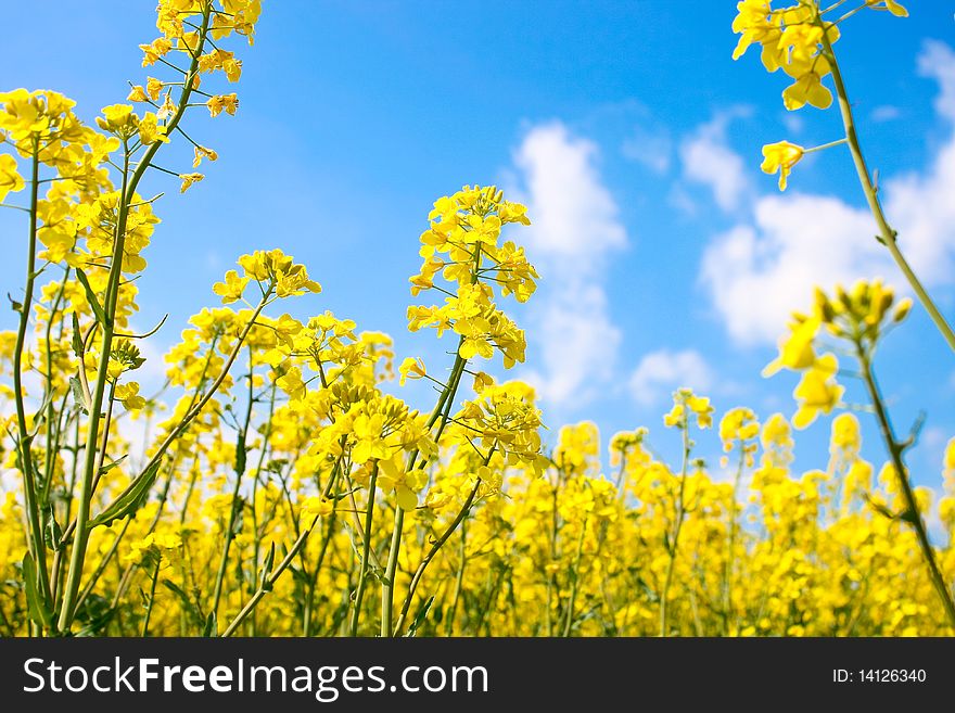 Field of yellow flowers against the sky. Field of yellow flowers against the sky