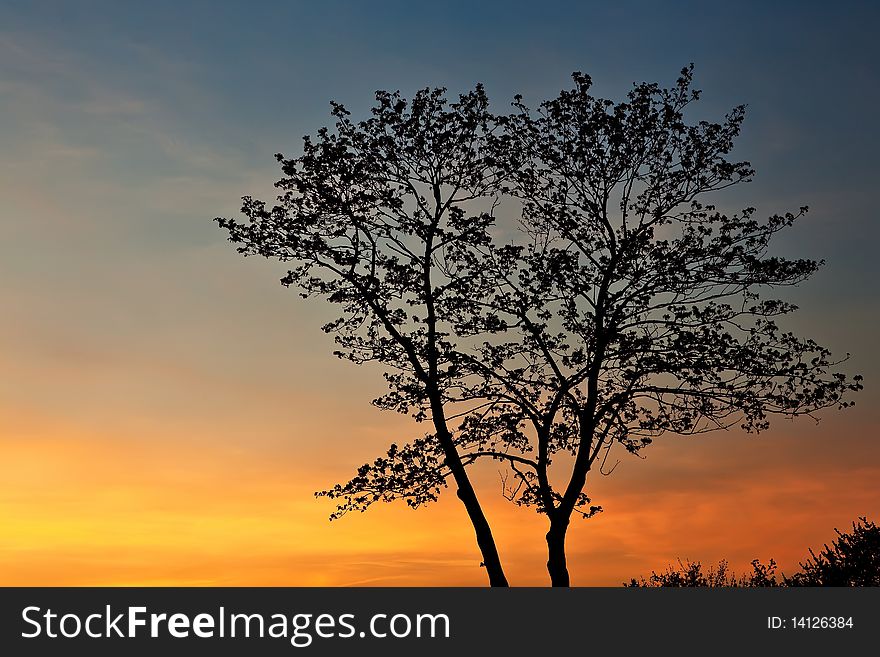 Tree silhouette at sunset.